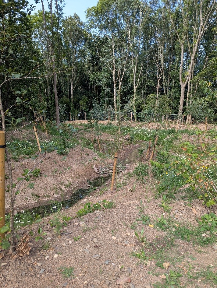 Recently completed daylighting scheme where a culverted watercourse has been reopened